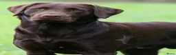 Labrador Retriever dogs for sale: Beautiful KC Chocolate Labs - Advert 11