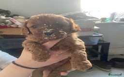 Cavapoo dogs for sale: Last 2 A1 Ruby/red Christmas Cavapoos 07816222523 in Derby - Image 17