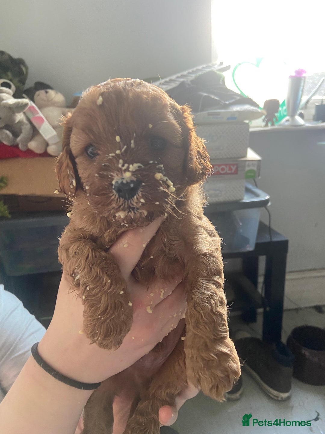 Cavapoo dogs for sale: Last 2 A1 Ruby/red Christmas Cavapoos 07816222523 in Derby - Image 17