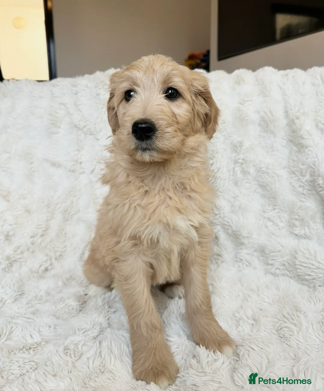Goldendoodle dogs for sale: Big chunky doodles looking for homes  - Advert 17