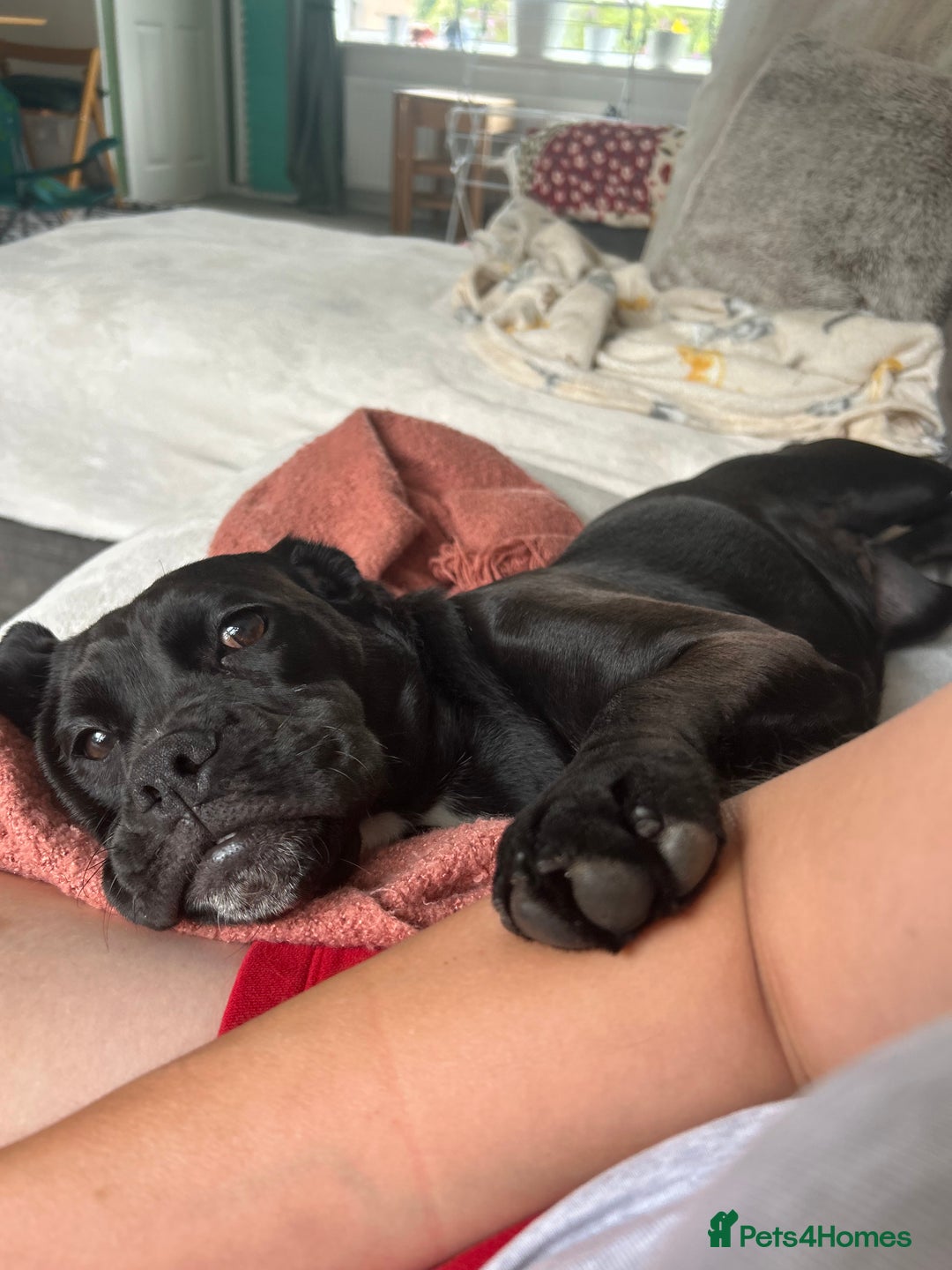 Mixed Breed dogs for sale: Cocker spaniel x bulldog - Image 4