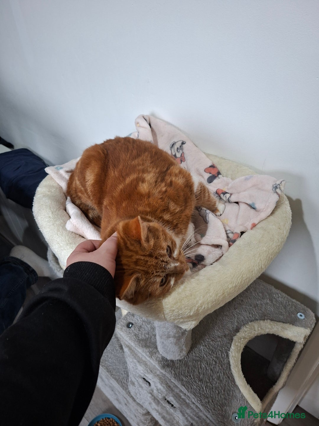 Domestic Shorthair cats for sale: Simba  - Advert 6