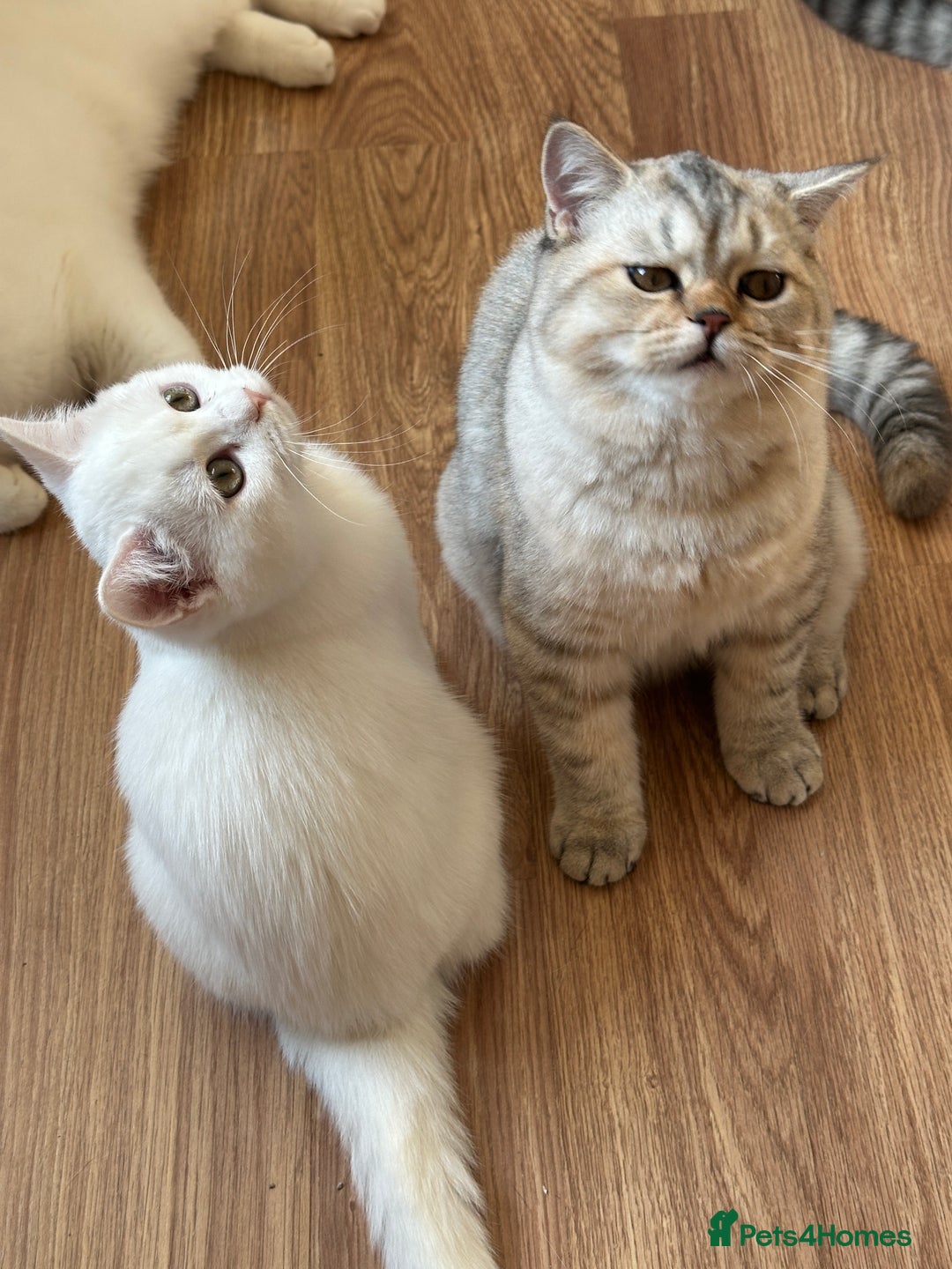 British Shorthair cats for sale: Gorgeous British Longhair & Shorthair Kittens - Advert 9