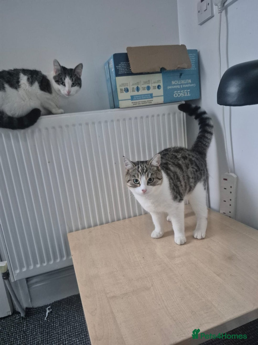 Domestic Shorthair cats for sale: Shorthair tabby - Advert 4