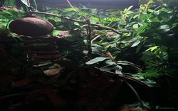 Gecko reptiles for sale: Harlequin Tricolour Crested Gecko + Large Tank - Advert 20