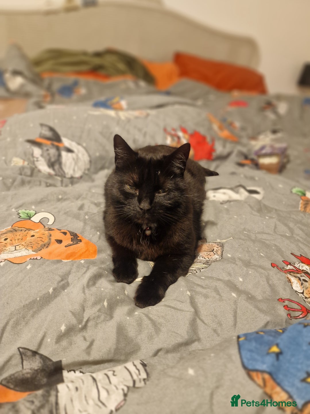 Mixed Breed cats for sale: Cat for rehoming - Advert 3