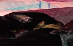 Rottweiler dogs for sale: Rottweiler puppies  - Image 8