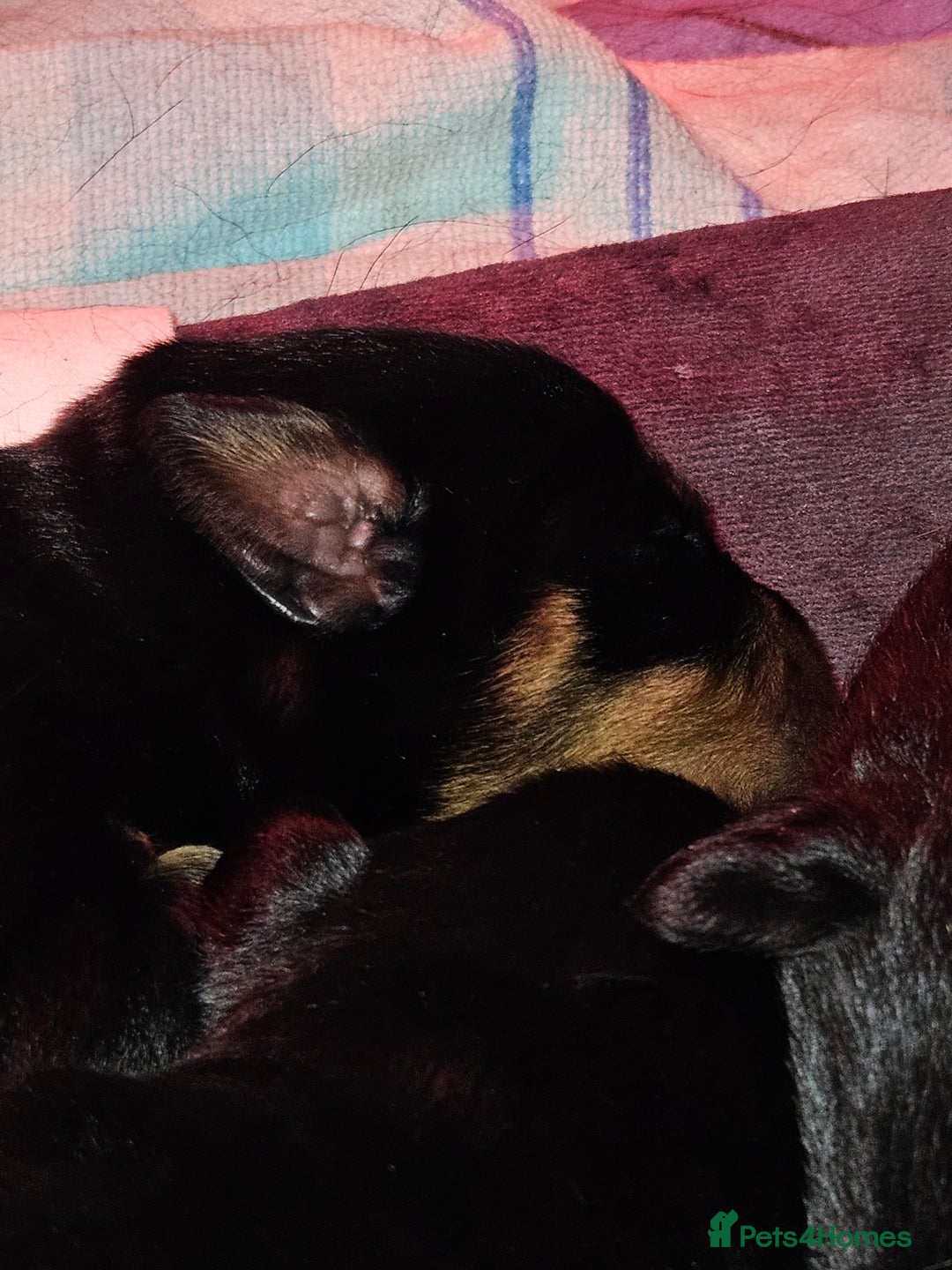 Rottweiler dogs for sale: Rottweiler puppies  - Image 8