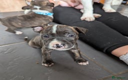 English Bull Terrier dogs for sale: English bull terrier cross staffys - Image 17
