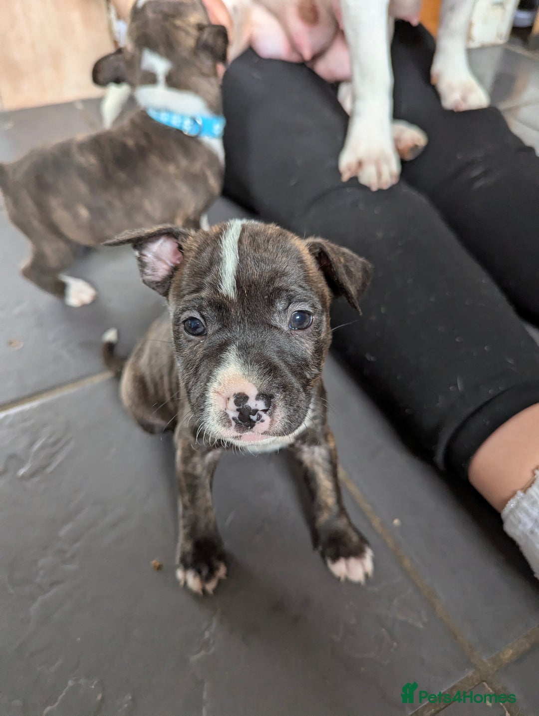 English Bull Terrier dogs for sale: English bull terrier cross staffys - Image 17