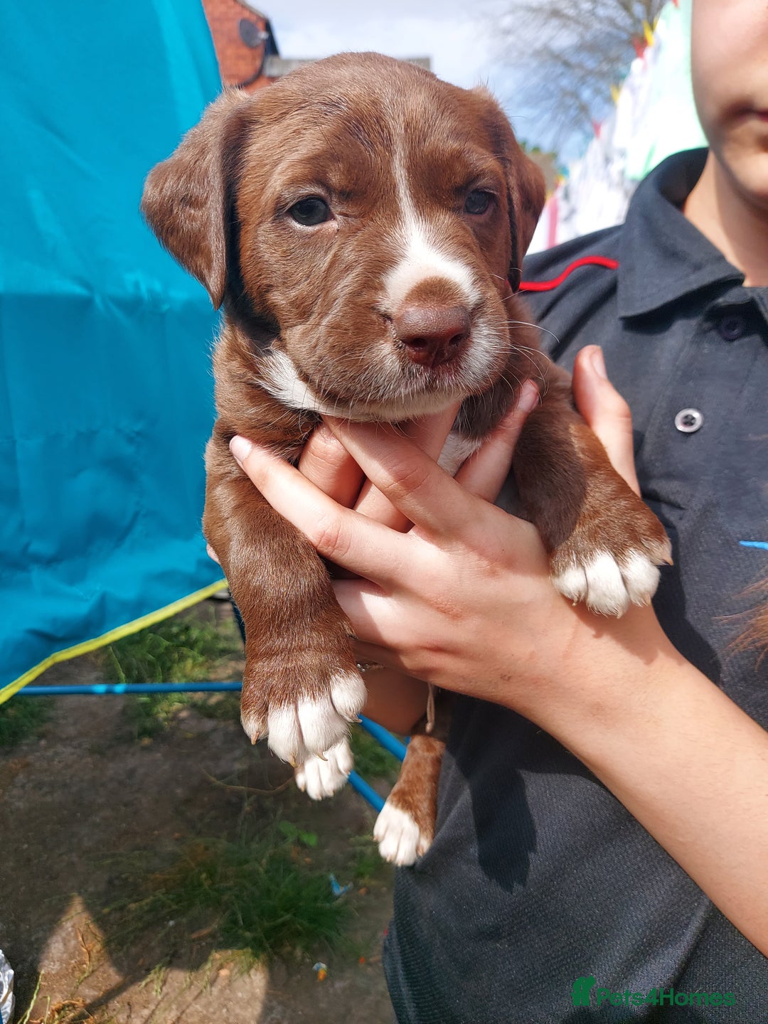 Mixed Breed dogs for sale: Mixed labrador  - Image 24