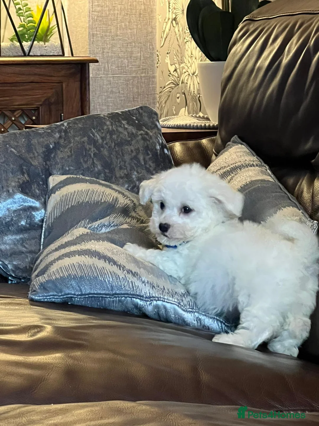 Bichon Frise dogs for stud: Bichon Frise for stud in Milton Keynes - Advert 15