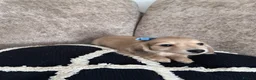 Miniature Dachshund dogs for sale: **One boy left**Cream miniature dachshunds - Advert 10