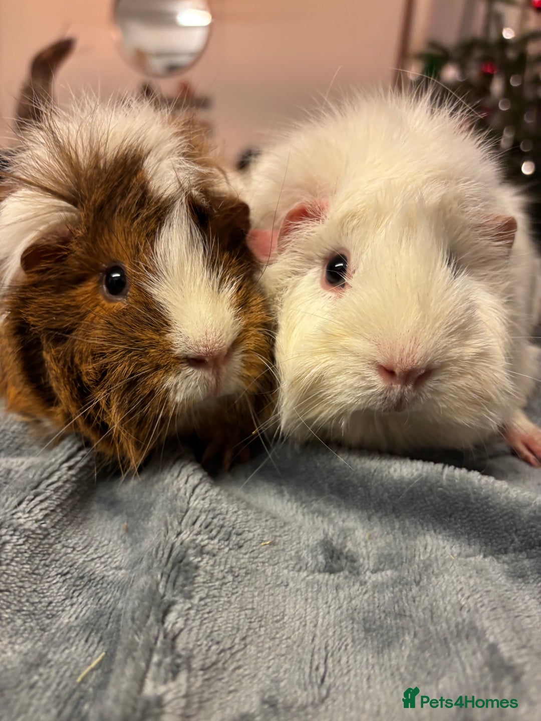 Guinea Pig rodents for sale: Two beautiful girls for sale  - Advert 2