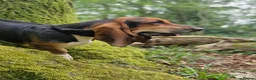 Basset Hound dogs for sale: Beautiful Basset Hounds Ready now - Advert 11