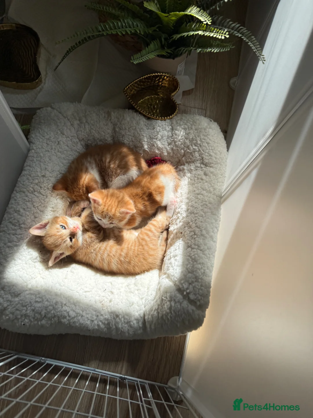 Mixed Breed cats for sale: 8-9weeks ginger kittens-boys300£ each girl350£ 🐱  - Advert 1