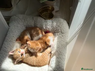 Mixed Breed cats 8-9weeks ginger kittens-boys300£ each girl350£ 🐱 - Advert 14