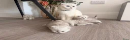 Scottish Fold cats for sale: REDUCED ❗️1 Male Scottish Straight Kitten - Advert 6