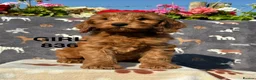 Cockapoo dogs for sale: F1 Cockapoo Puppies Available - Advert 7
