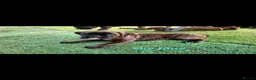 Boxer dogs for sale: Amazing bobtail/ tailed boxer puppy - Advert 12