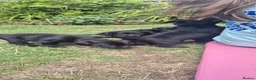 Labrador Retriever dogs for sale: Labrador pups  - Advert 3