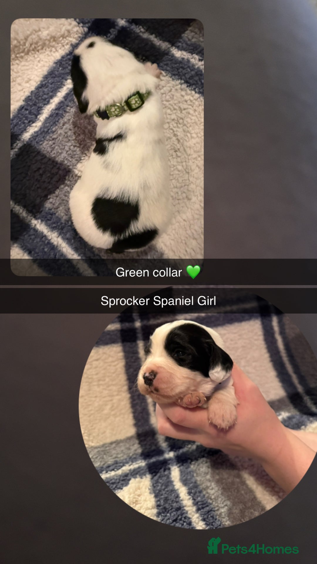 Sprocker dogs for sale: Sprocker spaniel puppies  - Image 3