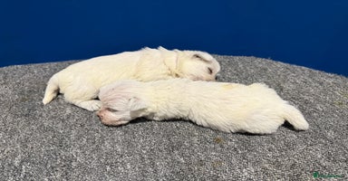 West Highland Terrier dogs KC REGISTERED Boys and Girls  - Advert 10