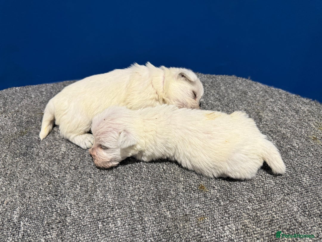 West Highland Terrier dogs for sale: KC REGISTERED Boys - Advert 3