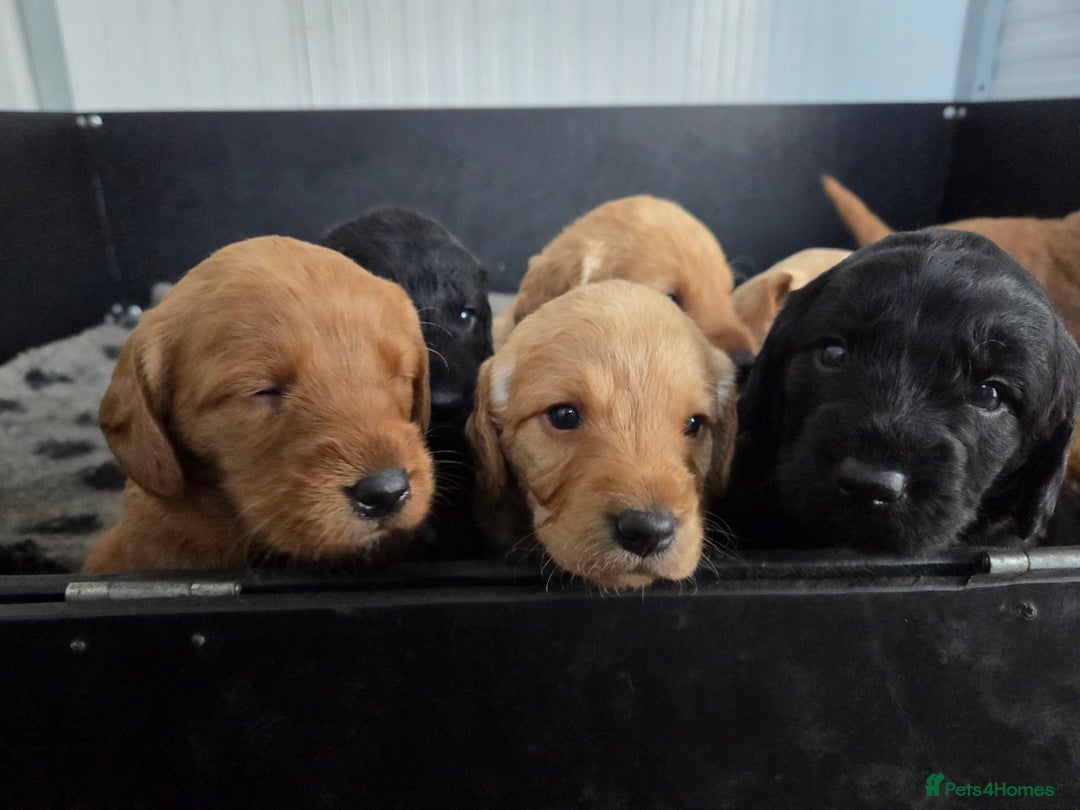 Labradoodle dogs for sale: 7 Miniture labradoodles  - Image 22