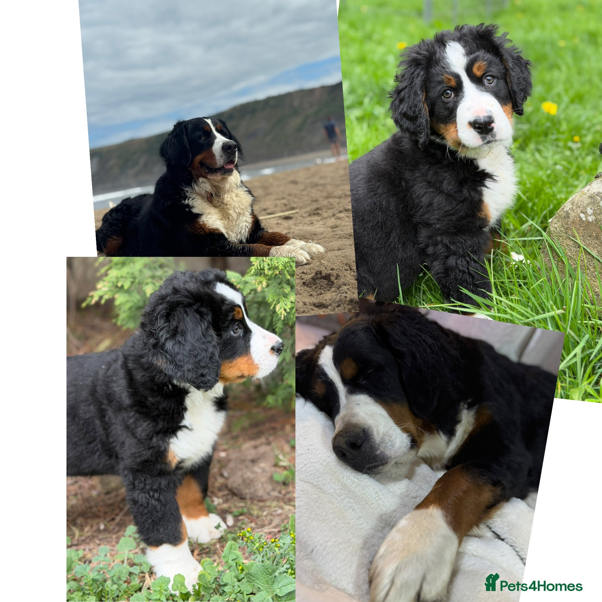Bernese Mountain Dog dogs for sale: KC Bernese Mountain Dog Puppies - Advert 1