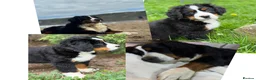 Bernese Mountain Dog dogs for sale: KC Bernese Mountain Dog Puppies - Advert 1