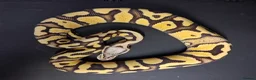 Python Snake reptiles for sale: Royal Python Morphs Males - Advert 7