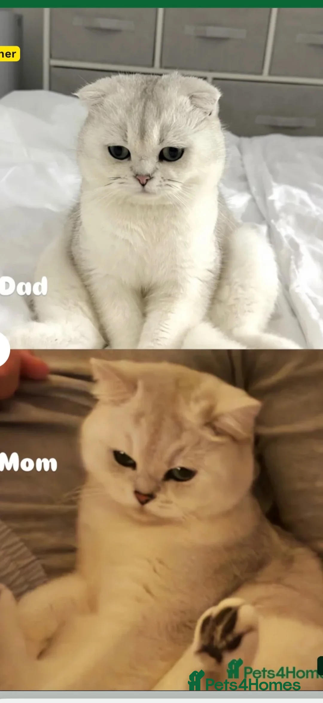 British Shorthair cats for sale: Beautiful British Shorthair Boy Looking new family - Advert 1