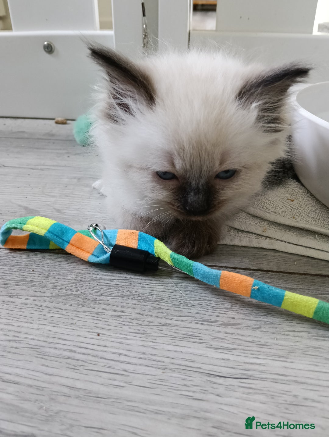 Ragdoll cats for sale: GCCF Reg'd Seal and Chocolate Ragdolls ready July  - Image 17