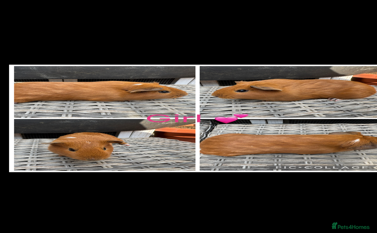 Guinea Pig rodents - Advert 11