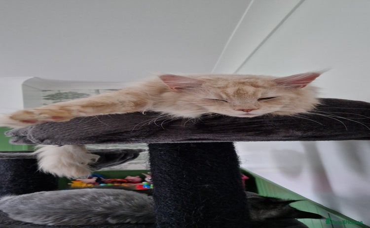 Maine Coon cats - Advert 4