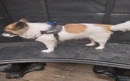 Mixed Breed dogs for sale: Hi selling my male chi,jackrusell in Stevenage - Image 4