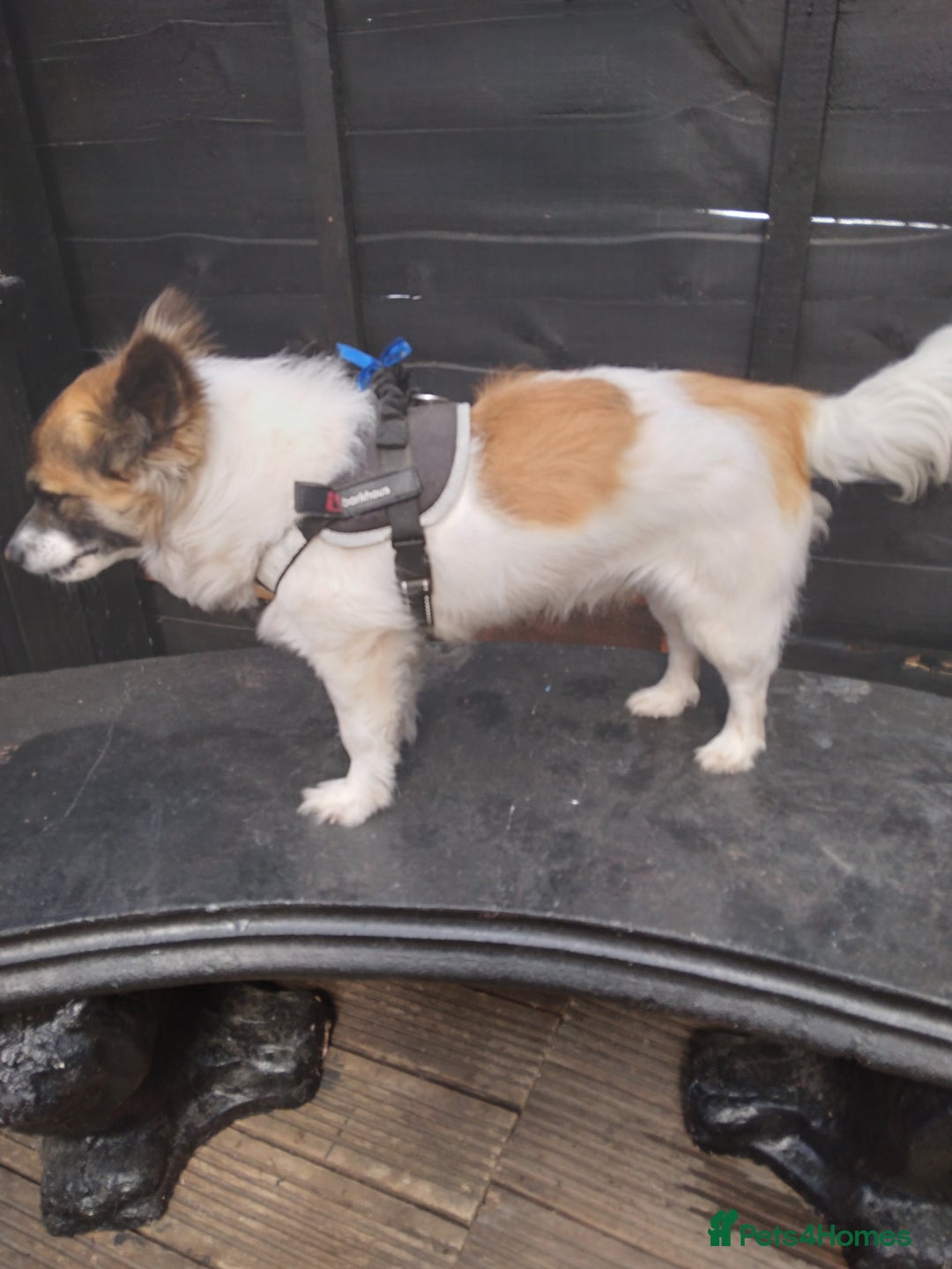 Mixed Breed dogs for sale: Hi selling my male chi,jackrusell in Stevenage - Image 4