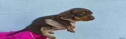 Miniature Dachshund dogs for sale: Super small miniature dachshund kc - Advert 11