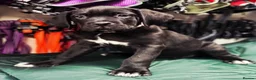 Cane Corso dogs for sale: 1 CHUNKY, BEAUTIFUL FEMALE CANE CORSO AVAILABLE! - Advert 4