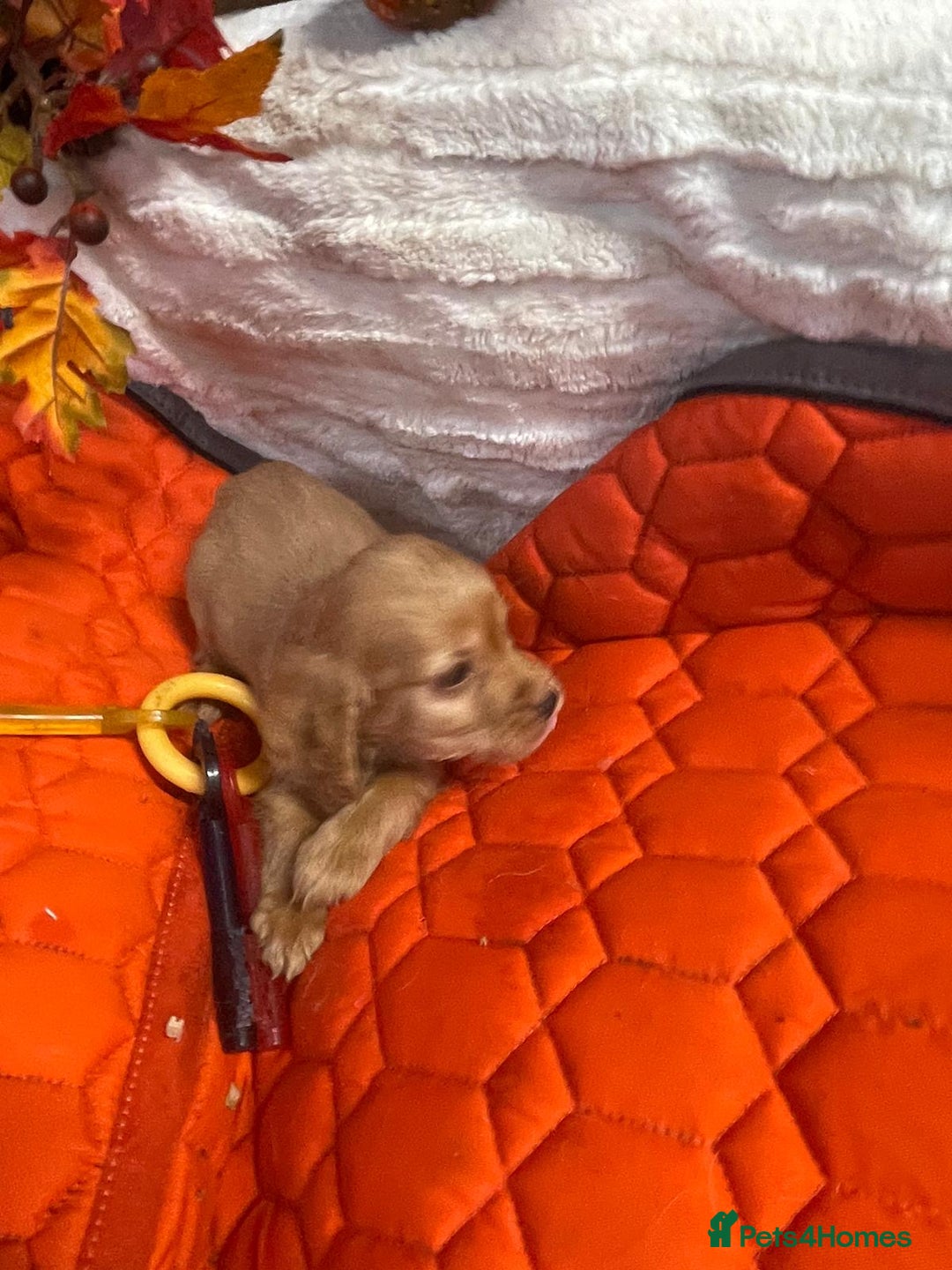 Cocker Spaniel dogs for sale: Stunning red cocker spaniel pups - Image 6