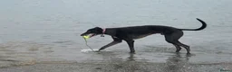 Lurcher dogs for adoption: BOB, older lurcher needs a new home - Advert 2