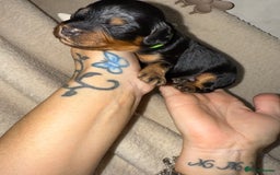 Mixed Breed dogs for sale: chunky litter of French bulldog cross cockapoo - Advert 15