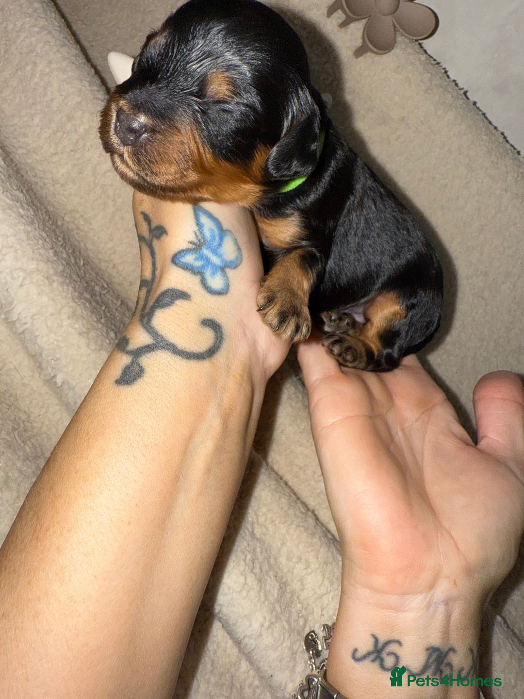 Mixed Breed dogs for sale: chunky litter of French bulldog cross cockapoo - Advert 15