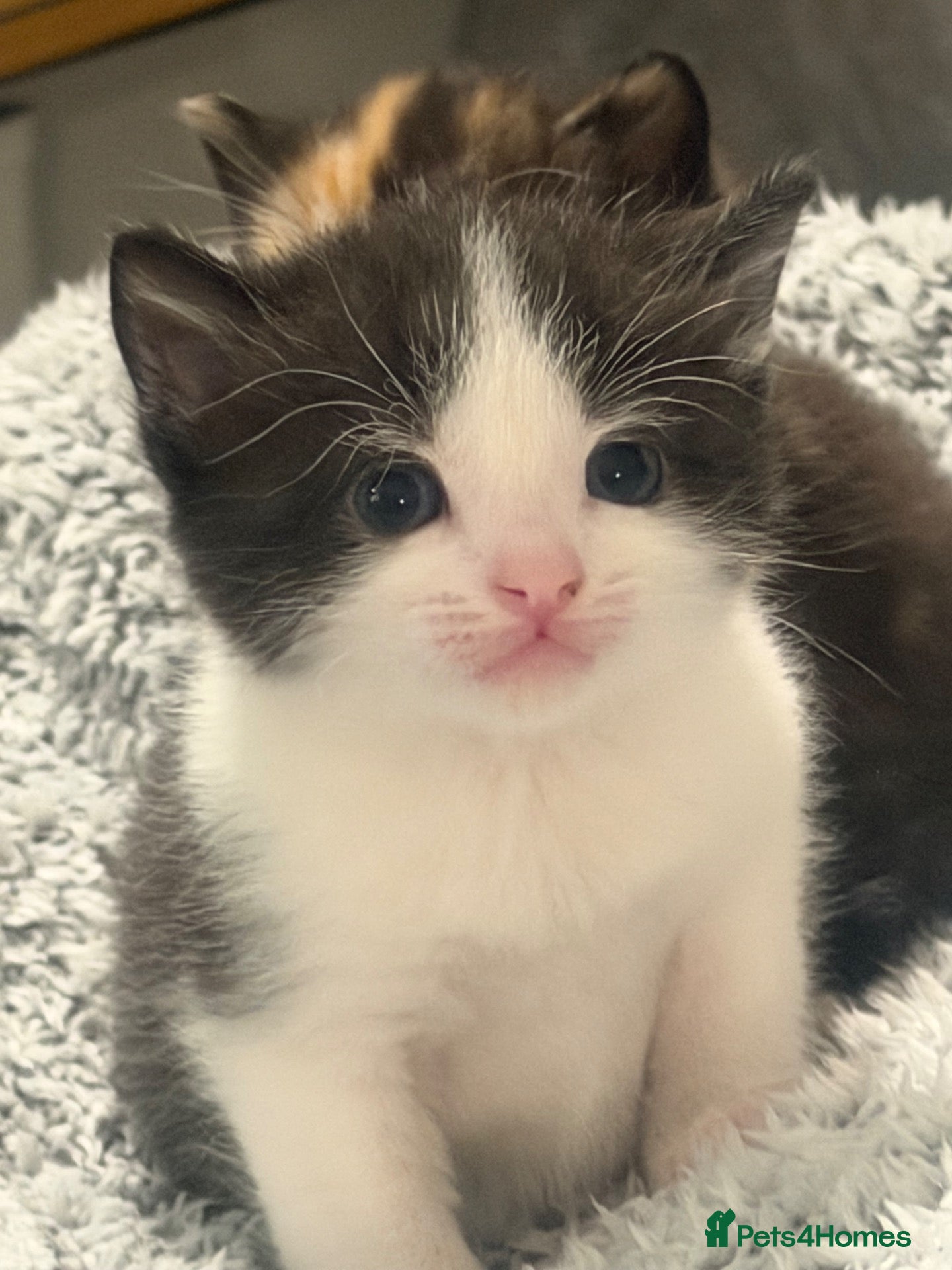 Mixed Breed cats Last Beautiful kitten remaining 🌟 🐱  - Advert 8