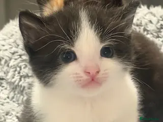 Mixed Breed cats Last Beautiful kitten remaining 🌟 🐱 - Advert 8