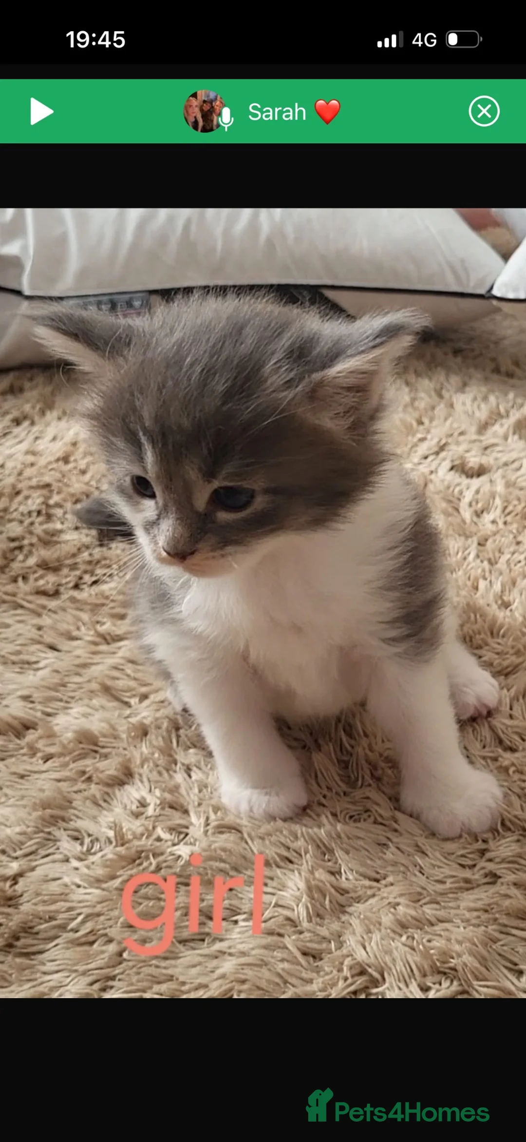 Maine Coon cats for stud: Maine Coon for stud  - Advert 2