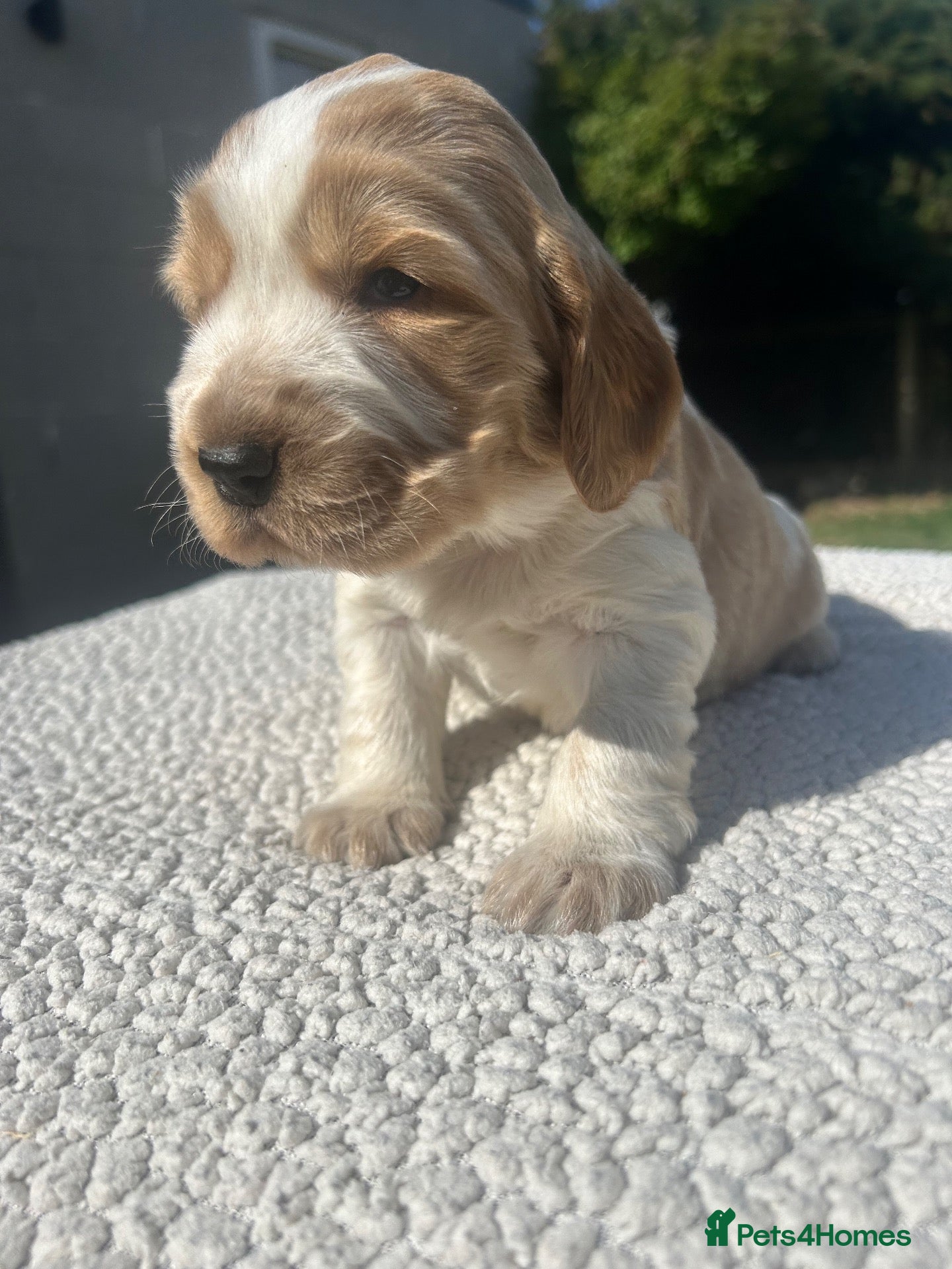 Cocker Spaniel dogs Cocker Spaniel Pups  - Advert 4