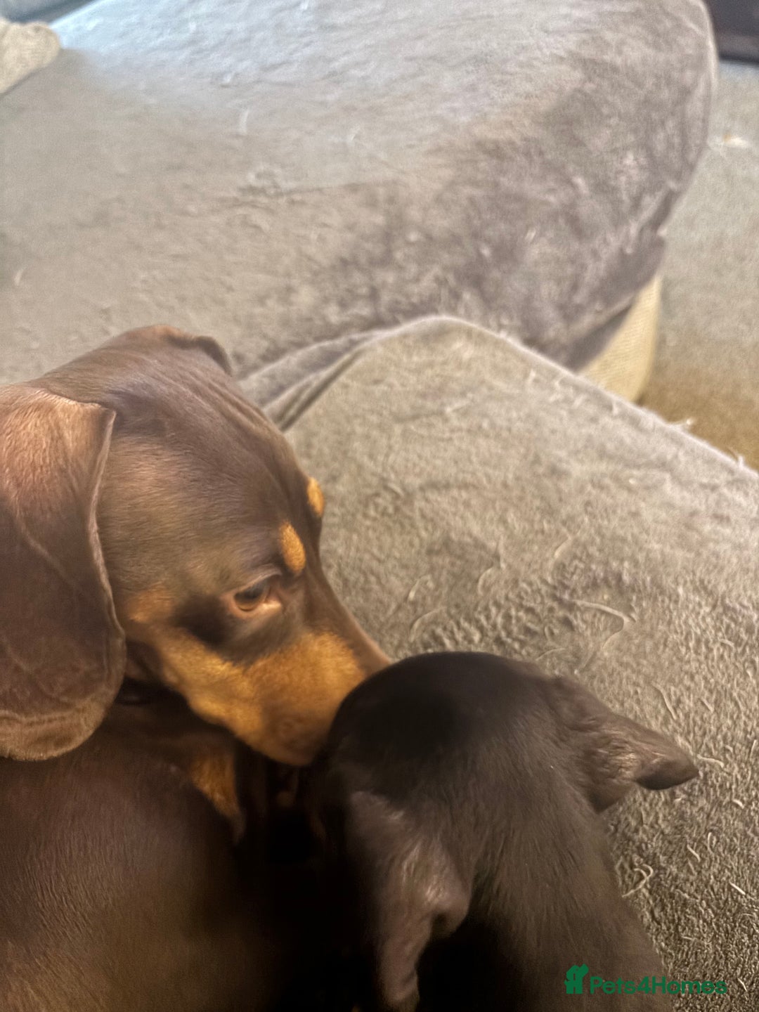 Miniature Dachshund dogs for sale: Gorgeous mini dachshunds ready to leave now - Image 9