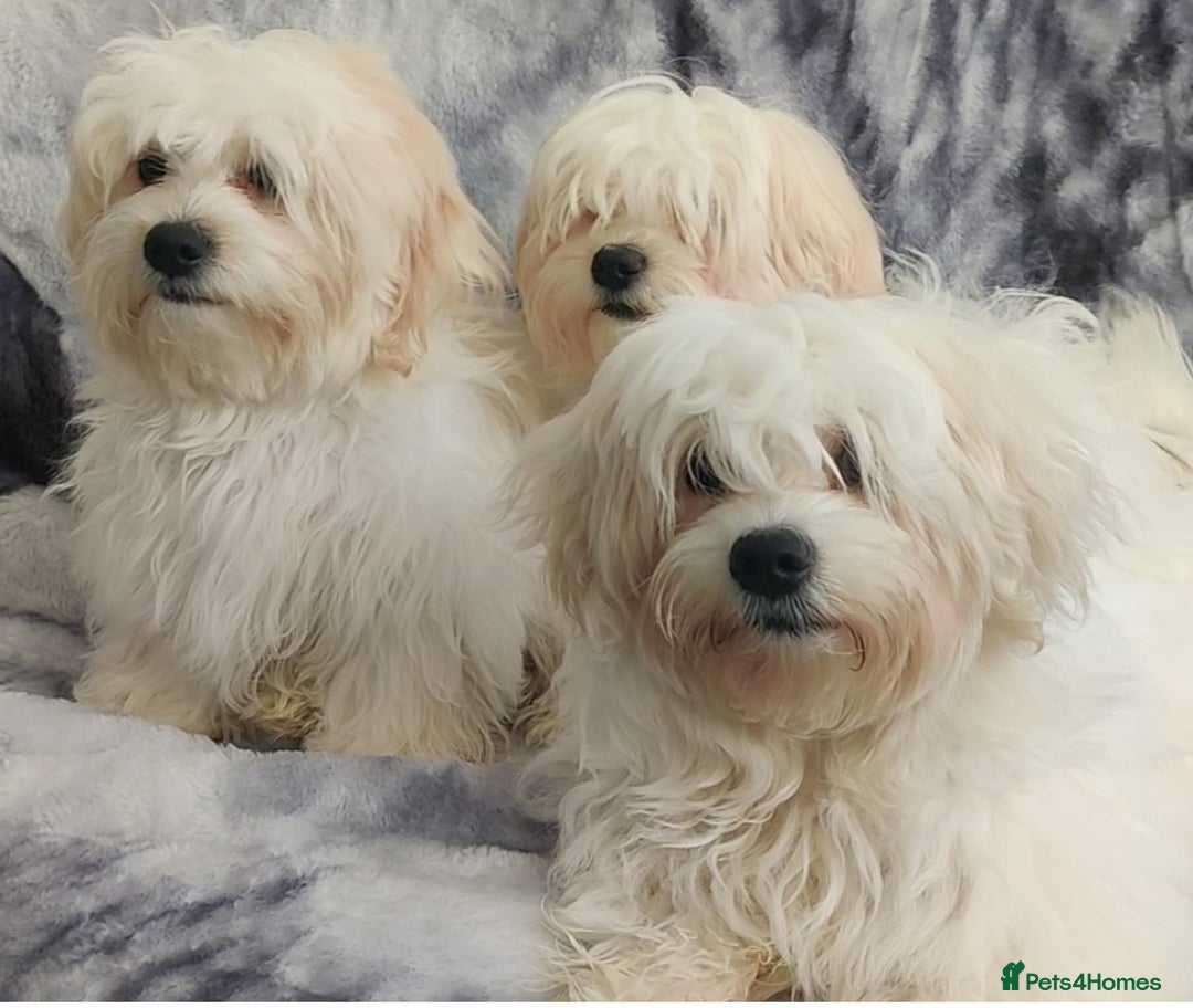 Maltese dogs for sale: BEAUTIFUL MALTESE PUPPIES - FROM LONDON . - Advert 7